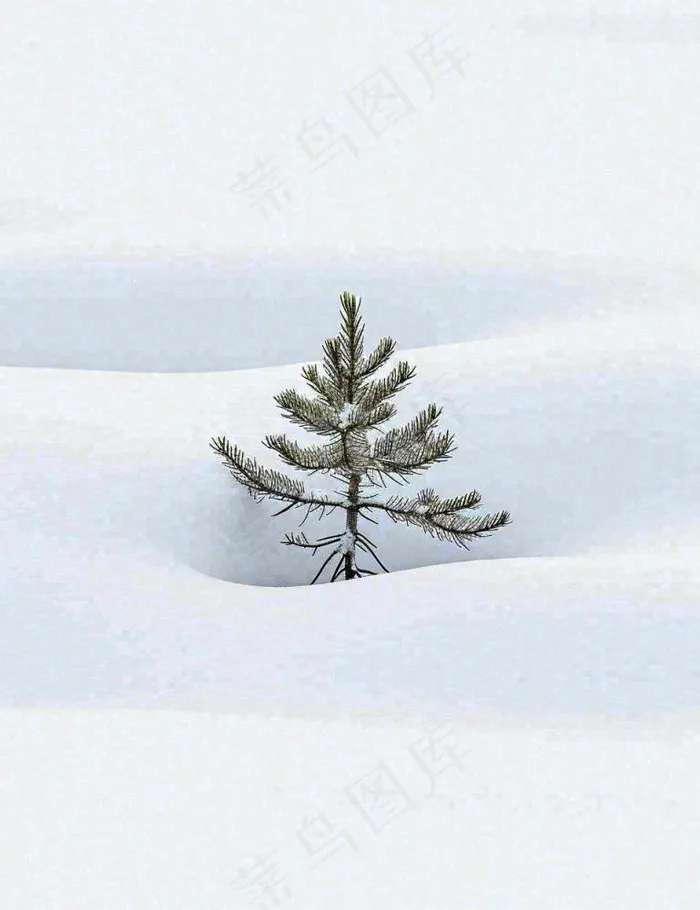 冬天意境简约松树雪地，立冬冬至小雪大雪小寒大寒(960x1248)