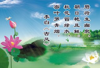 荷花 简约 海报  宣传