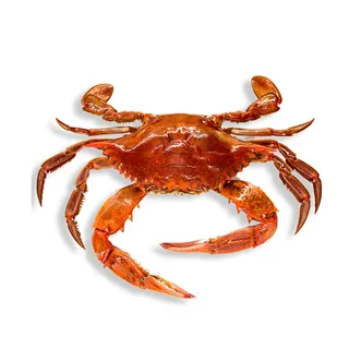 免抠螃蟹摄影实物图片