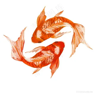 写实手绘锦鲤png绘画图片素材