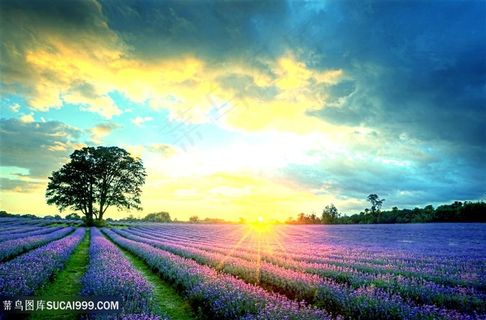 唯美天空阳光下的薰衣草花园