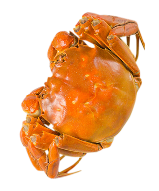 海鲜螃蟹素材免扣