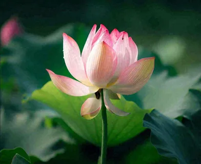 夏天荷花池荷叶荷花特写，夏至小暑大暑摄影图