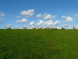 蓝天草原羊群图片