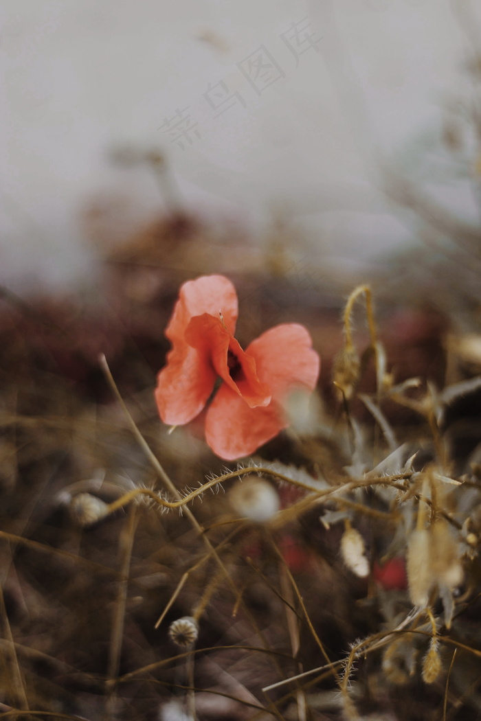 非主流花朵唯美图片
