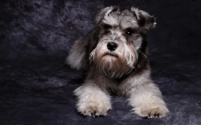 可爱的宠物萌犬大图