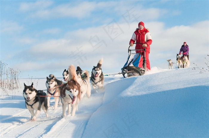雪地上的雪橇犬高清摄影