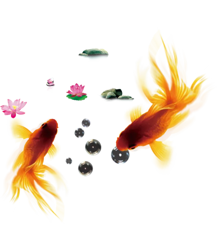 古典元素传统金鱼