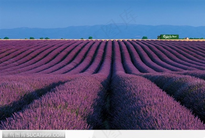 薰衣草的海洋