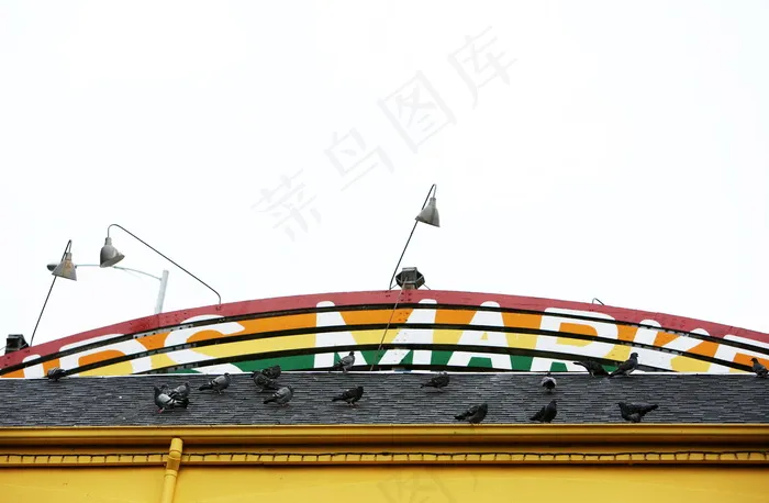 屋顶鸽子图片