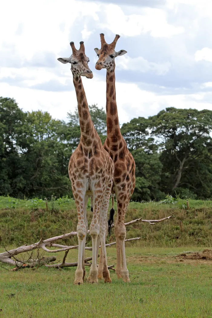 长颈鹿动物非洲鹿动物园设计素材