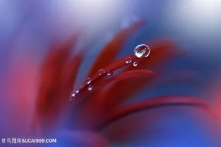 唯美红色花瓣上水珠摄影图片
