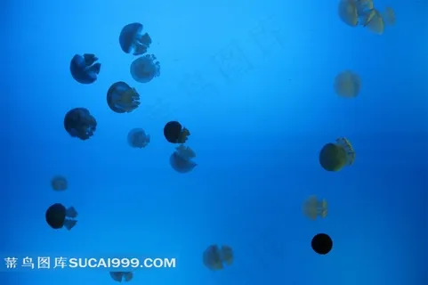 海洋生物水母写真素材