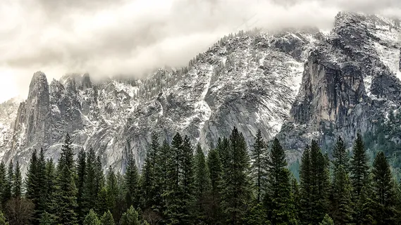雪山与松 雪山与松