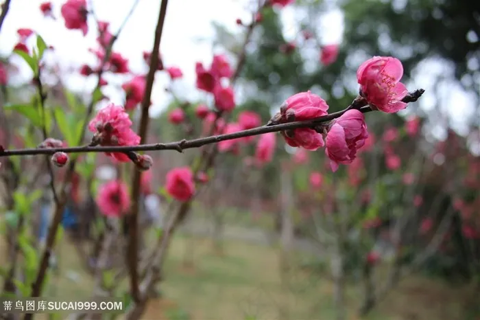 高清唯美一枝桃花特写鲜花图片