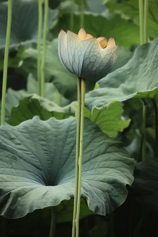 绿色简约节气清新意境背景