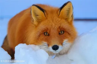 高清唯美雪地上的赤狐动物图片