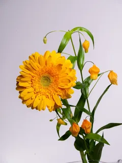 黄色向日葵摄影素材