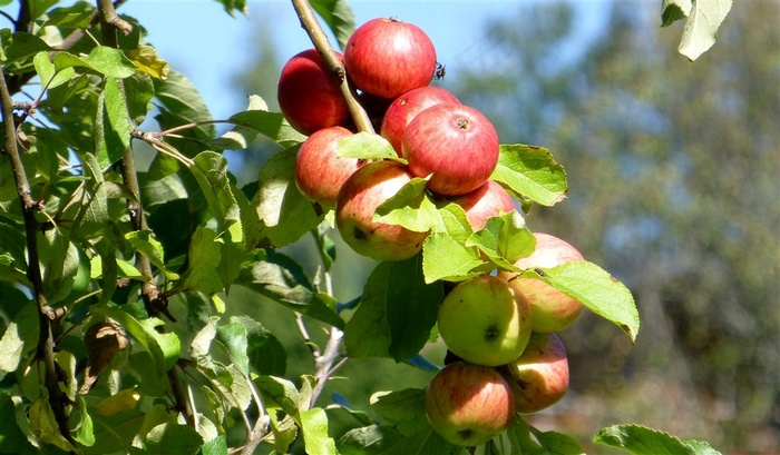 树上的秋季苹果