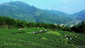 绿茶茶园茶农图片