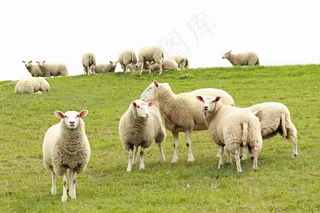 绵羊羊群放牧图片
