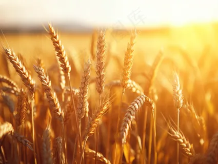 金黄麦田小麦粮食摄影图