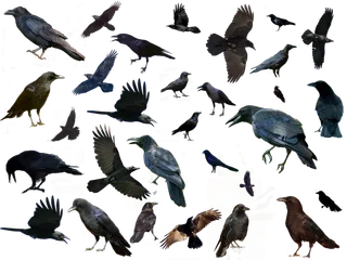 乌鸦动物园动物设计素材森林野生