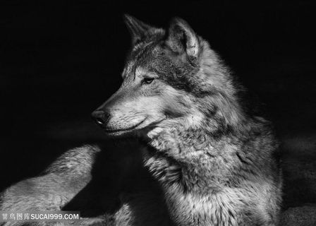 黑白狼的图片