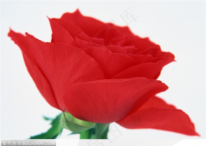 玫瑰花物语-盛开的红色玫瑰