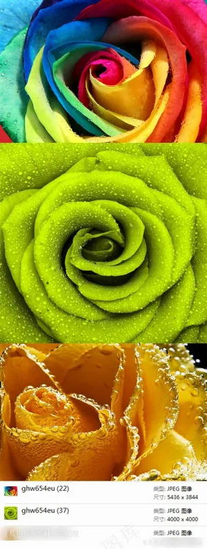 彩色玫瑰高清素材 彩色玫瑰高清素材