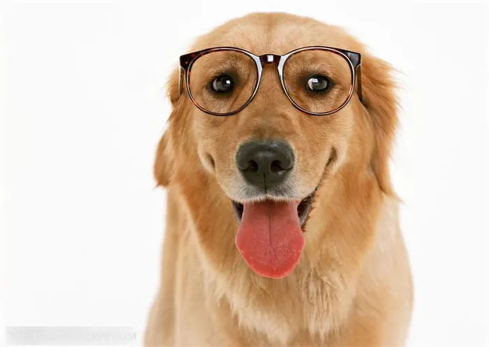 大型犬-带着眼镜的拉布拉多