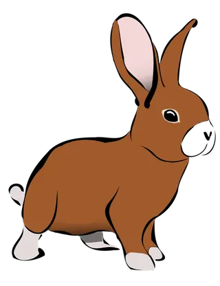 兔子褐色兔年