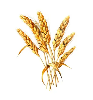 小麦麦穗金黄免抠