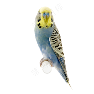 鹦鹉鸟元素