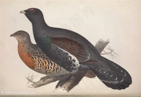 欧洲鸟类高清横版装饰画 欧洲鸟类高清横版装饰画