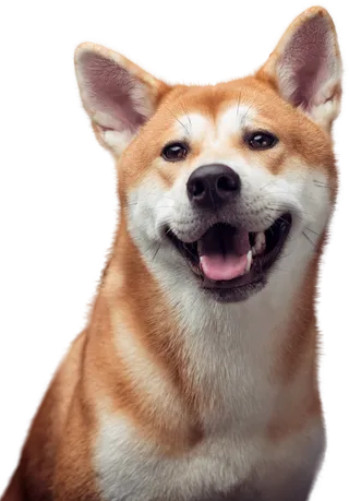 免扣素材实物狗狗摄影