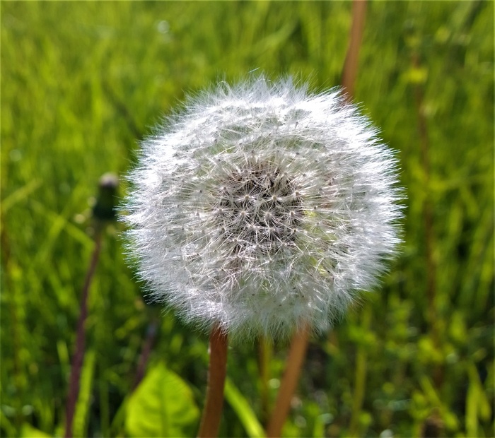 夏天白色蒲公英图片