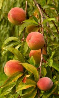 树上红色的桃子