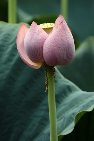 绿色简约节气清新意境背景