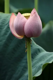 绿色简约节气清新意境背景 绿色简约节气清新意境背景
