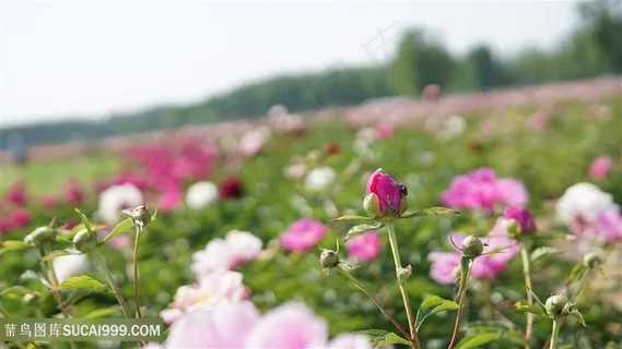 牡丹花骨朵特写