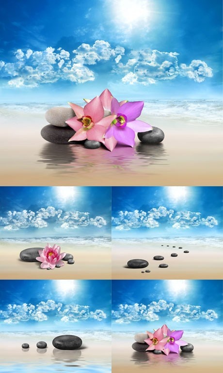 多款海滩上的花与石子高清图片素材