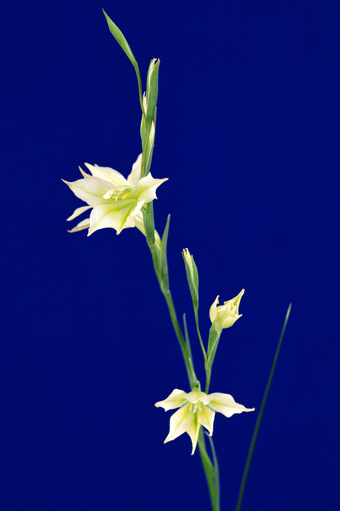 水仙花    
