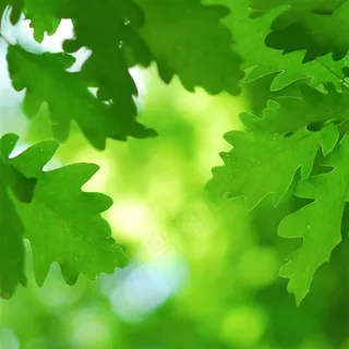 美丽的春天树叶图片素材