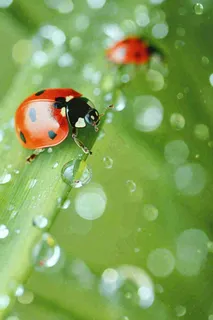 春夏雨天雨水七星瓢虫叶子，昆虫，小暑大暑白露雨水谷雨摄影图