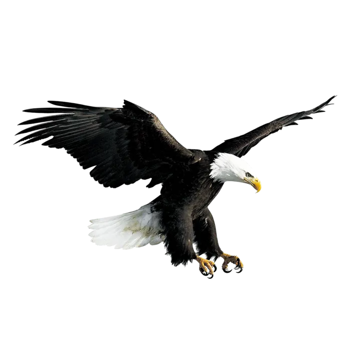 白黑大老鹰