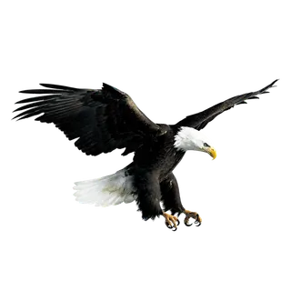 白黑大老鹰
