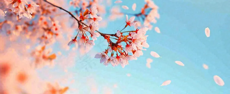 唯美粉色樱花花瓣春天浪漫梦幻蓝色，春分惊蛰摄影图