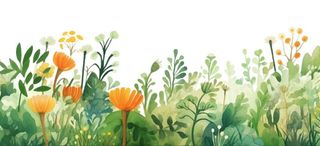 前排装饰性花朵小草