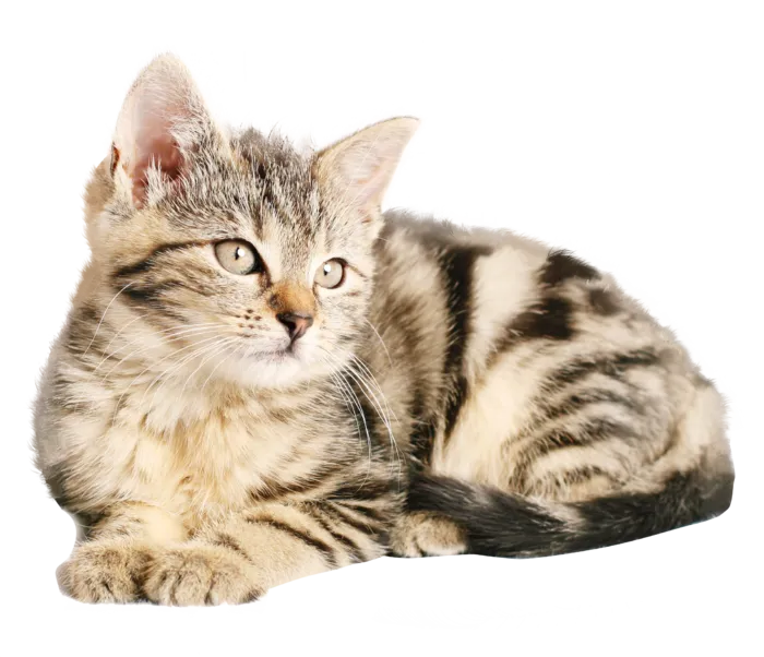 猫咪小猫动物
